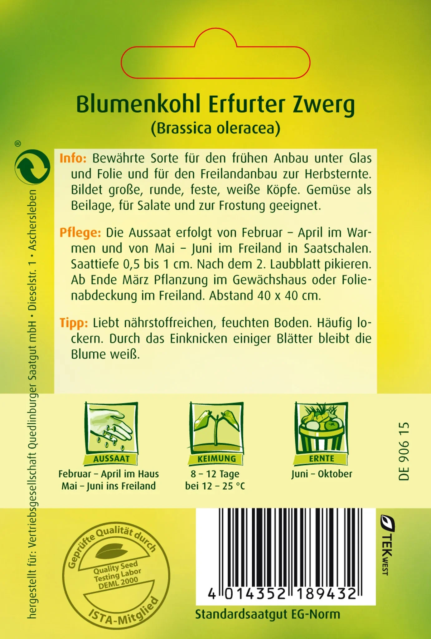 Blumenkohl „Erfurt“ – bewährte, frühe Sorte, ca. 90 Pflanzen